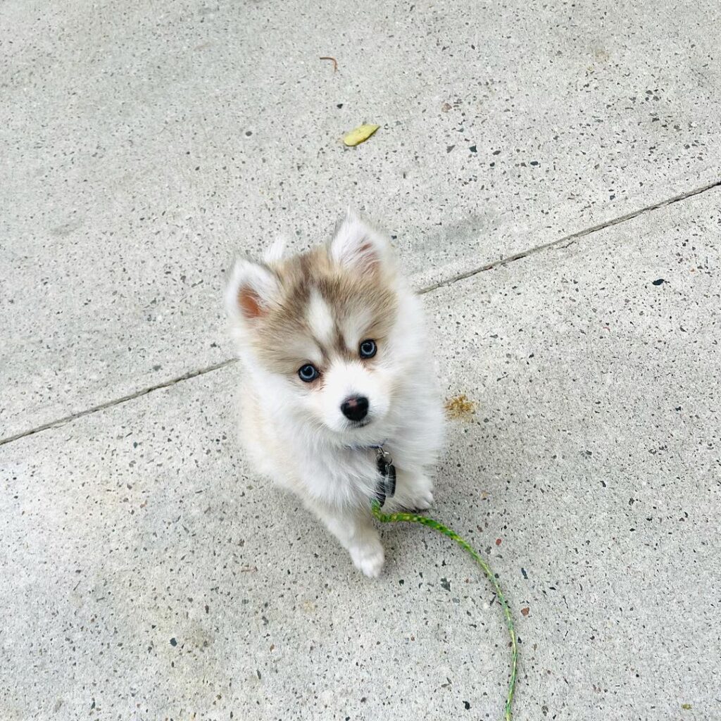 hendrix-pomsky-puppies